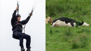 Hollivud ulduzuna görə onlarla mal-qara huşunu itirdi - FOTO/VİDEO 