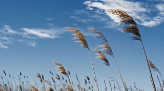 Güclü külək əsəcək - XƏBƏRDARLIQ 