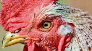 Xoruz qadını öldürdü