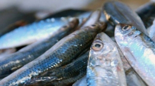 Azərbaycanda balığın qiyməti bahalaşdı - Qiymət artımı nə qədərdir? - VİDEO 