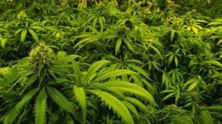 Siyəzəndə  əməliyyat yolu ilə çətənə kolları aşkarlandı 