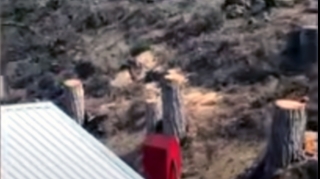 Bakıda irigövdəli ağacları kəsənlər ifşa olundular - VİDEO 