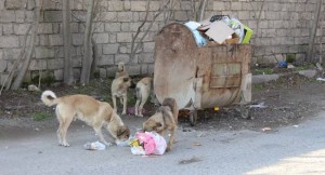Ağstafada bir gündə 7 nəfəri küçə iti dişləyib