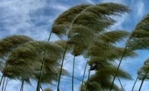 ETSN güclü küləklə bağlı xəbərdarlıq edib