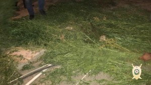 600 kiloqramdan artıq narkotik vasitəni dövriyyədən çıxarılıb - FOTO