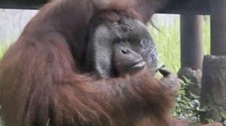 Meymuna çip yerləşdirildi, nəticəsi… - VİDEO 