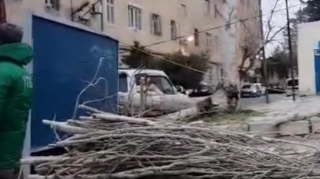 Biləcəridə külək ağacı avtomobilin üzərinə aşırdı - VİDEO