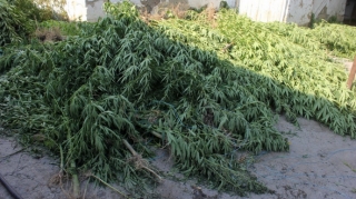 Ağdaşda narkotik tərkibli bitkilər becərən şəxs saxlanılıb