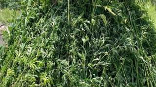 Ağdamda 4 tondan artıq çətənə bitkisi aşkarlanıb 