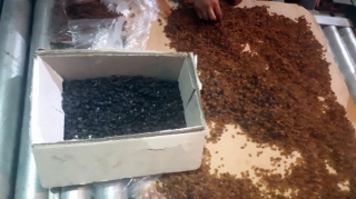 Kişmişin içərisindən 5 kiloqram narkotik çıxdı  - FOTO