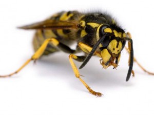 "Eşşək arısı" ilə bal arısının amansız mübarizəsi - VİDEO
