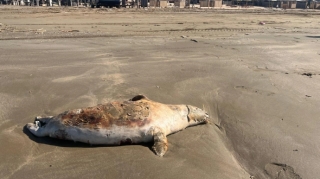 Pirşağı çimərliyində suiti cəsədləri aşkarlandı - FOTO