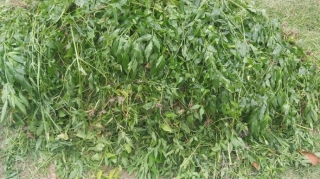 Göyçayda 800 kiloqramdan artıq çətənə kolu məhv edilib 