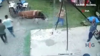 Qurbanlıq buğa faciəyə səbəb oldu - VİDEO 