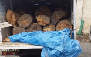 “Qazel”dən qanunsuz yolla əldə edilmiş meşə materialı aşkarlanıb - FOTO