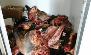 Bərdədə mənşəyi məlum olmayan 686 kiloqram at əti aşkarlanıb