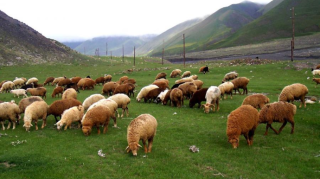 Bakıda ətin qiyməti 19 manat oldu 