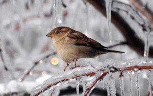Azərbaycanda bu il qış sərt keçəcək - Xəbərdarlıq