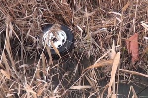 İmişlidə maşın su kanalına aşdı: İki ölü, iki yaralı - VİDEO