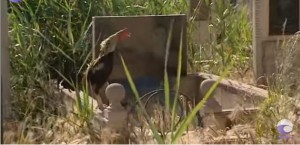 Bakıda qəbristanlığı fermaya çevirdilər - VİDEO