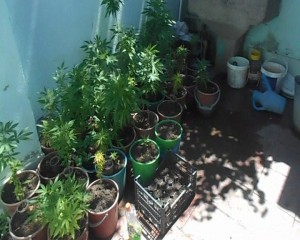 Dibçəklərdə narkotik tərkibli bitkilər becərdi – FOTO