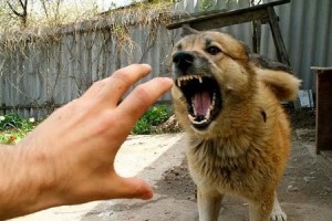 Küçədə müstəntiqi itlər parçaladı – Bakıda