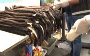 Azərbaycanlı 200 porsuq kürkü ilə tutuldu - VİDEO