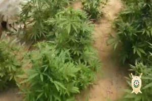 Həyətdən 921 kq narkotik vasitə aşkarlandı - FOTO