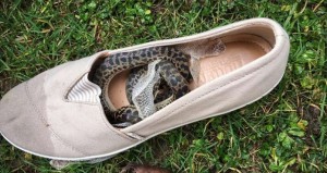 İlan təyyarədə bütün dünyanı fırlandı