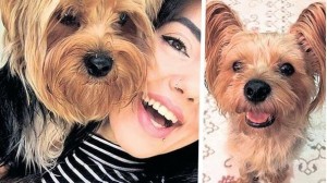 Avtobusa iti ilə minən qıza icazə vermədilər: it baqajda öldü - FOTO