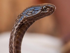 Evdə saxladığı ilan qonşunun ayaqyolundan çıxdı