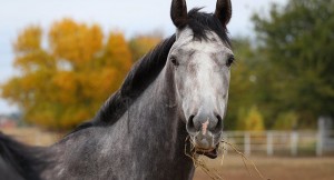 İki rayonumuzda eyni gündə eyni bədbəxt hadisə yaşandı