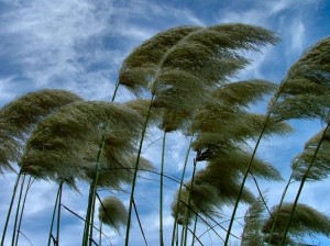 Dünən küləyin sürəti saniyədə 30-32 metrə çatıb - Bakıda