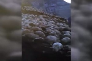 Qəbələdə şok mənzərə - 250 qoyunu ildırım vurdu - VİDEO