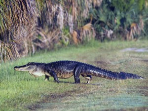 "Nənə ilə zarafat təhlükəlidir": qadın alliqatoru güllələdi - FOTO