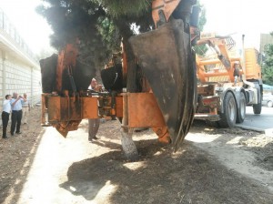 Xırdalanda ağaclar yolun genişlənməsi məqsədilə köçürüldü