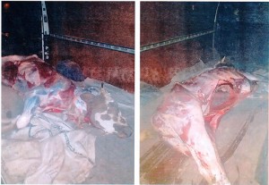 Şəmkirdə 210 kq ölmüş inək əti aşkarlanıb - FOTO