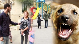 İtlər Badamdarı “işğal edib” – VİDEO