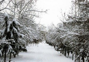 Azərbaycanda müşahidə olunan faktiki HAVA