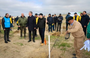 BNA ağacəkmə kampaniyası keçirilib - FOTO