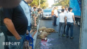 Bakıda qurbanlıq qoyun daşıyan maşın aşdı - VIDEO