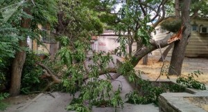 Yollardakı ölüm ağacları niyə budanmır - SƏBƏB