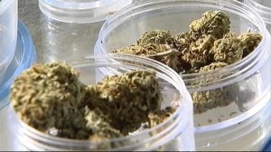 Göyçayda ƏMƏLİYYAT - Qurudulmuş marixuana aşkar edildi