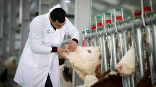 Bitki və heyvan sağlamlığı haqqında yeni qanun layihələri hazırlanacaq 