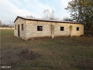 Ağcabədidə 17 baş xırda buynuzlu heyvan oğurlanıb - VİDEO