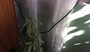 Evindən çətənə  bitkiləri və qurudulmuş  marixuana aşkarlandı   - FOTO