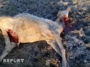 Ağdaşda canavarlar sürüyə hücum edib - FOTO