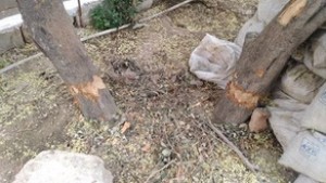 Ağacın dibinə yandırıcı maddə tökən şəxs cərimələnib - Bakıda