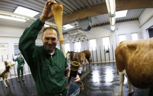 Bu içkilərə öküz sperması qatılır - Daha bir xəbərdarlıq