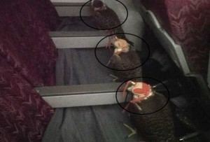 Azərbaycana gələn ərəblər quşlara bilet aldı – FOTO